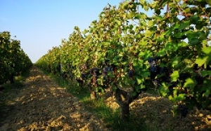 Vignes de Cabernet Copie