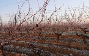 Vignes en hiver