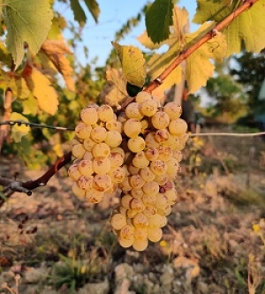 Chenin
