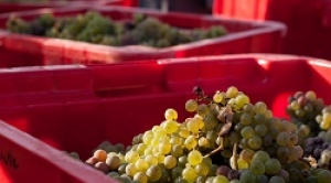 Vendanges chenin