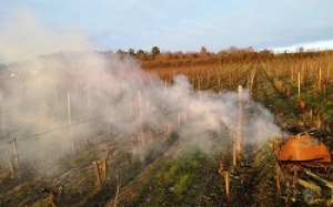 Taille de la vigne