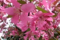 Fleur de prunus bc6f9