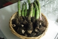 asperge et truffes dd440